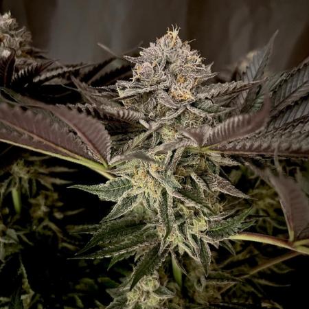 Flavor & Power: A Controlled Grow