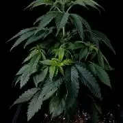 Rebel Grown in My Town