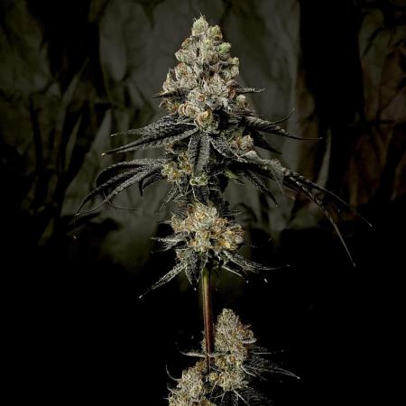 Flavor & Power: A Controlled Grow
