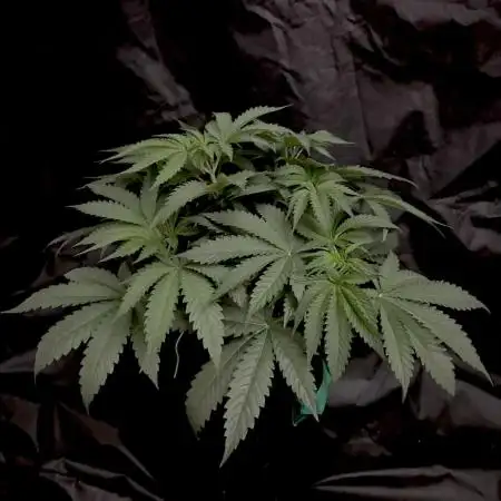 Flavor & Power: A Controlled Grow
