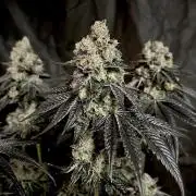 Flavor & Power: A Controlled Grow