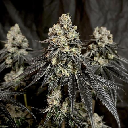 Flavor & Power: A Controlled Grow