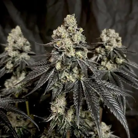 Flavor & Power: A Controlled Grow