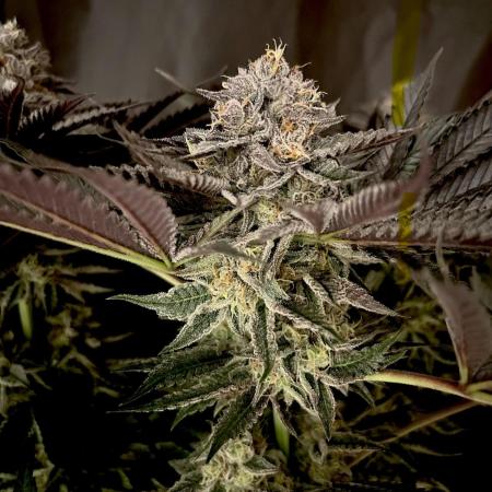 Flavor & Power: A Controlled Grow