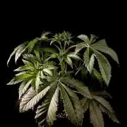 Learning with RIDGELION