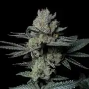 Purple Headies Pheno Hunt