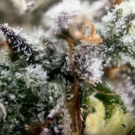 Rebel Grown in My Town