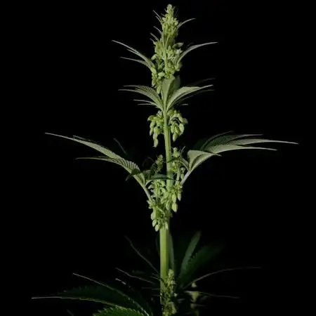 Purple Headies Pheno Hunt