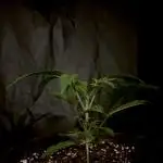 The Jet Puft Experiment