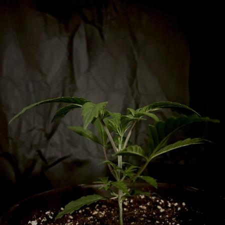 The Jet Puft Experiment