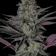Purple Headies Pheno Hunt