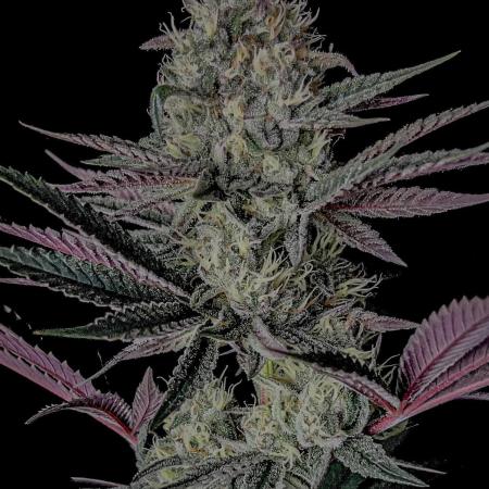 Purple Headies Pheno Hunt