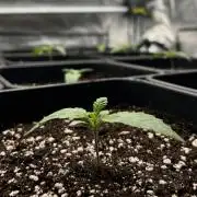 Learning with RIDGELION