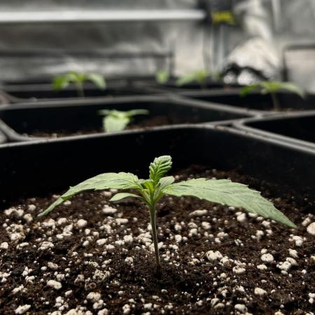 Learning with RIDGELION