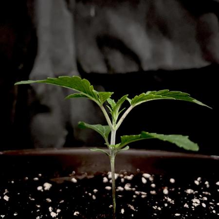 The Jet Puft Experiment