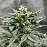 The Jet Puft Experiment