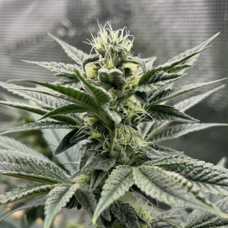 The Jet Puft Experiment