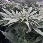 Flavor & Power: A Controlled Grow