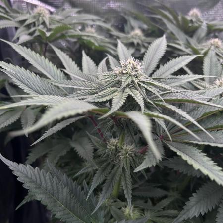 Flavor & Power: A Controlled Grow