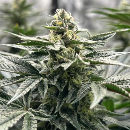 The Jet Puft Experiment