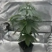Rebel Grown in My Town