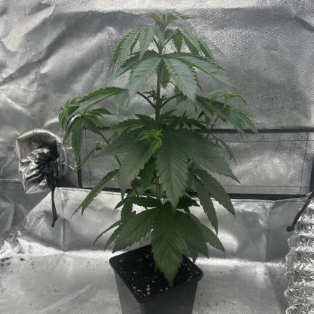 Rebel Grown in My Town