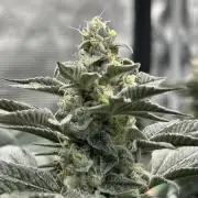 The Jet Puft Experiment