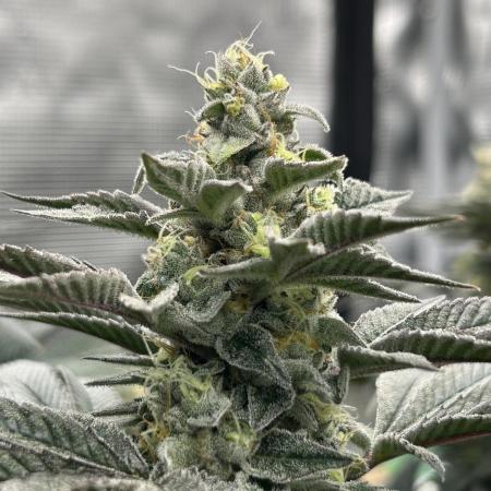 The Jet Puft Experiment