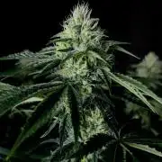 Rebel Grown in My Town
