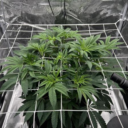 The Jet Puft Experiment