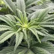 The Jet Puft Experiment