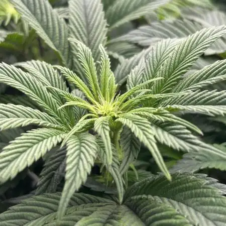 The Jet Puft Experiment