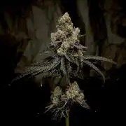 Flavor & Power: A Controlled Grow