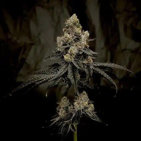 Flavor & Power: A Controlled Grow