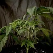 The Jet Puft Experiment