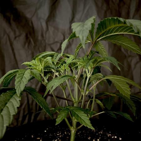 The Jet Puft Experiment