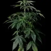 Rebel Grown in My Town