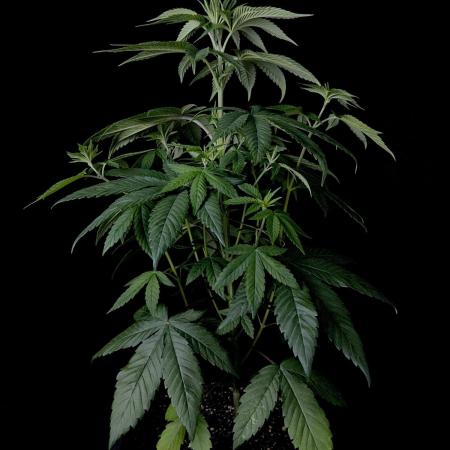 Rebel Grown in My Town