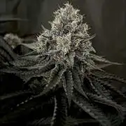 Flavor & Power: A Controlled Grow