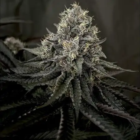 Flavor & Power: A Controlled Grow