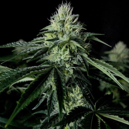 Rebel Grown in My Town
