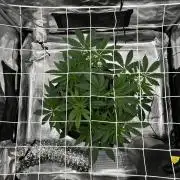 The Jet Puft Experiment