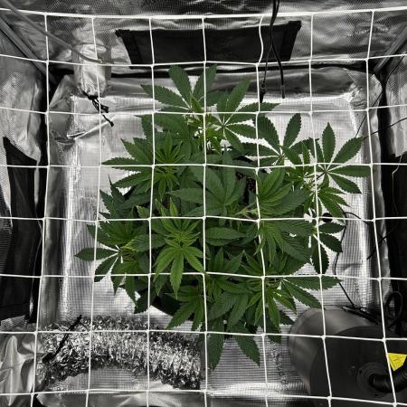 The Jet Puft Experiment