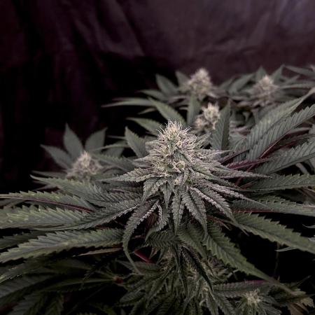 Flavor & Power: A Controlled Grow