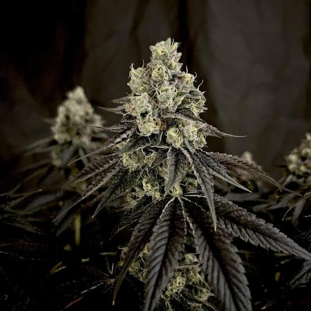Flavor & Power: A Controlled Grow