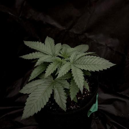 Flavor & Power: A Controlled Grow