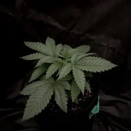 Flavor & Power: A Controlled Grow