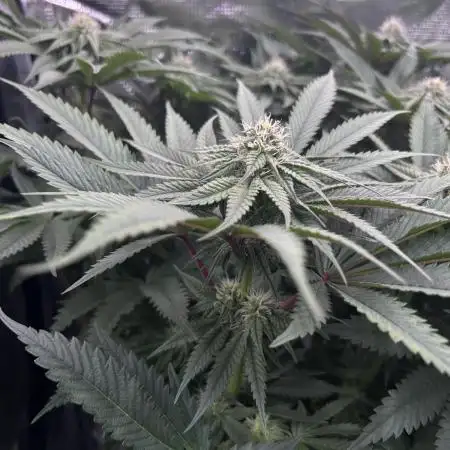 Flavor & Power: A Controlled Grow