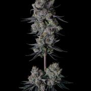 Purple Headies Pheno Hunt