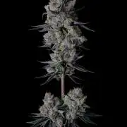 Purple Headies Pheno Hunt
